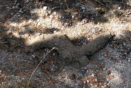 Mole Casing in the middle of the Pacific Crest Trail in October 2011
