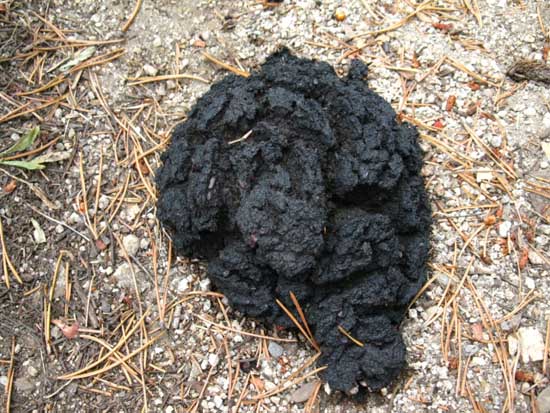 Bear scat along Pacific Crest Trail, Yosemite.