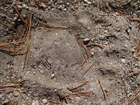 Bear track in Yosemite Backcountry