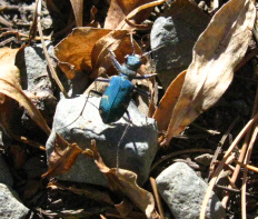 Royal Blue Beetle below Dicks Pass, Desolation Wilderness.