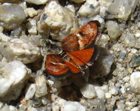 The chase was on. The butterfly did not want its picture taken.