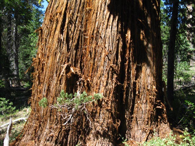 Trunk of massive juniper growing alongside Highland Creek.