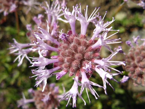 Purple High Sierra Flower in Fall.