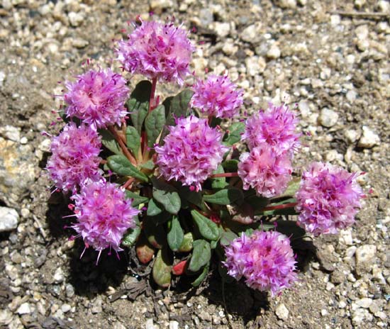 Pussypaw near Bond Pass between Yosemite and Emigrant Wilderness.