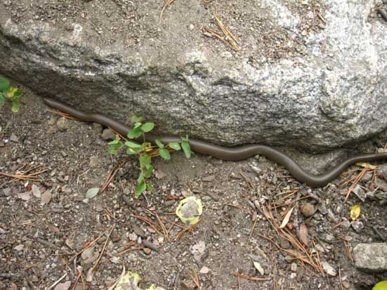 High Sierra Snake hibernating in Yosemite backcountry.