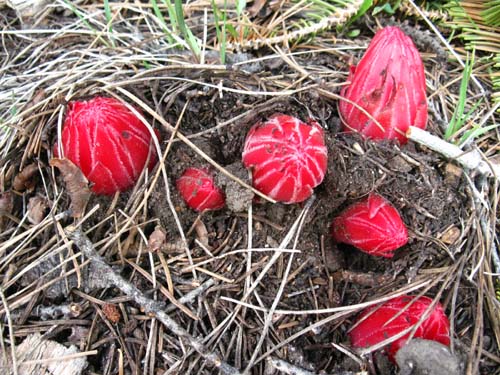 snowplants bursting through ground.