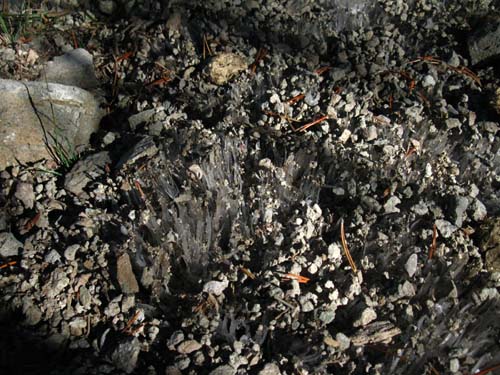 Two inches of growing ice crystals have raised the trail surface.