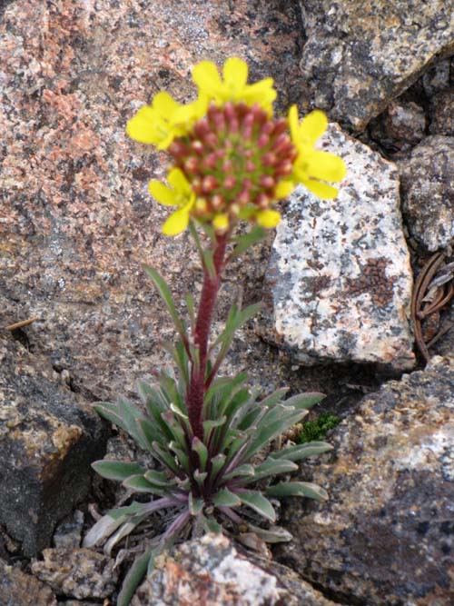 Yellow unidentified flower, Round Top Lake, 9360 feet.